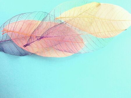 Colorful dried leaves on blue の素材