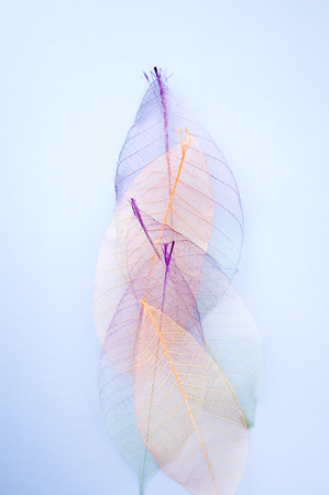 beautiful color dried leaves on blue backgroundの写真素材