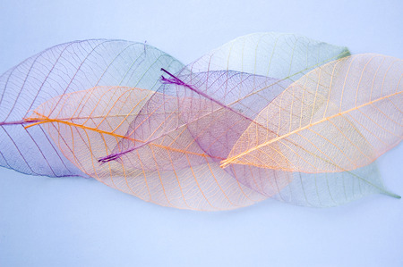 close up colorful leaves textureの写真素材