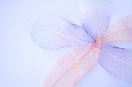 close up leaves texture in flower shapeの写真素材