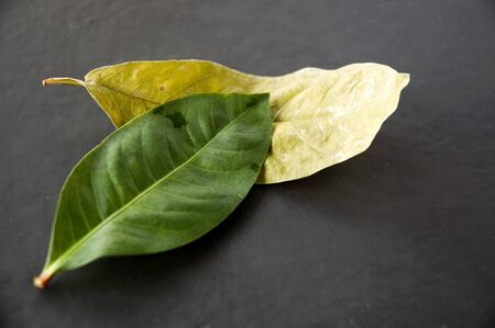 close up fresh green leaf put on dried leafの写真素材