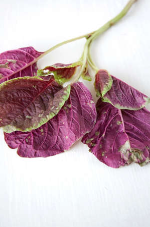 close up fresh red spinachの写真素材