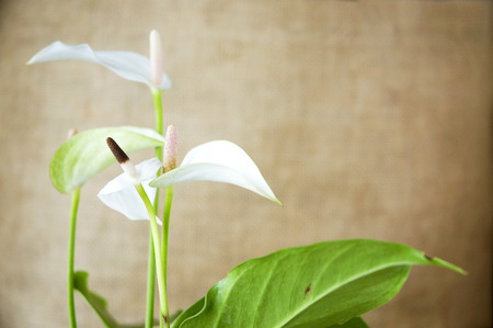 white and pink anthurium on natural brown sackcloth backgroundの写真素材