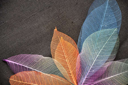 Colorful skeleton leaves on dark fabric backgroundの写真素材