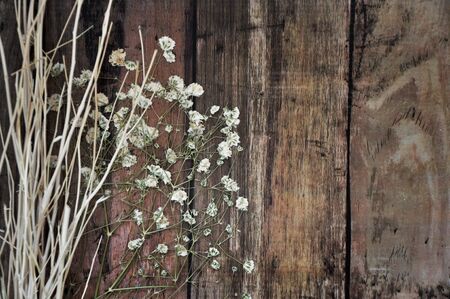 Dried flower on blank wooden background for textの写真素材