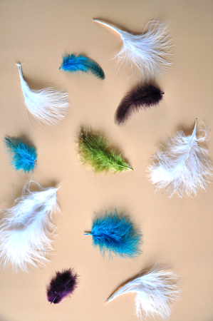 Colorful feathers texture on pastel backgroundの写真素材