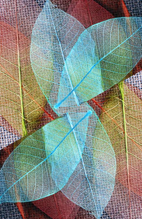 Close up colorful delicate skeleton leaves abstract backgroundの写真素材