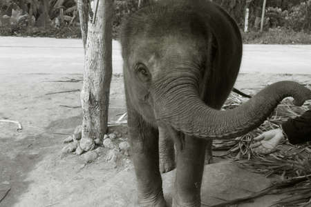 PHUKET, THAILAND FEBRUARY 15 2013: A female elephant at a roadside elephant show outside of the Big Buddha Park gets fed by a passing tourist. のeditorial素材