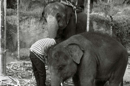 PHUKET, THAILAND FEBRUARY 15 2013: Two elephants at a roadside elephant show outside of the Big Buddha Park in Chalong get tended to by their handler.のeditorial素材