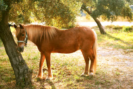 red horse on the lawnの写真素材