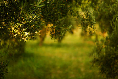 olive trees, sunny dayの写真素材