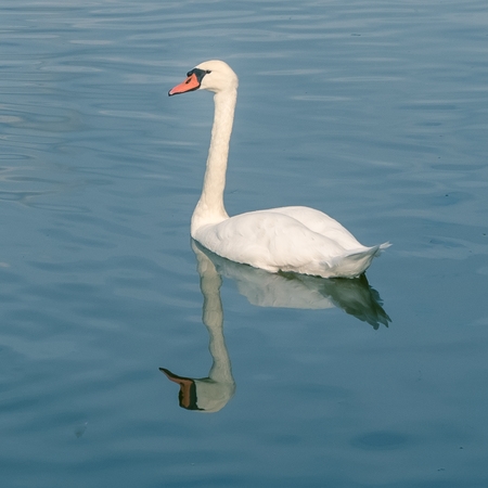 A swan by the waterside accompanied by his reflexionの写真素材