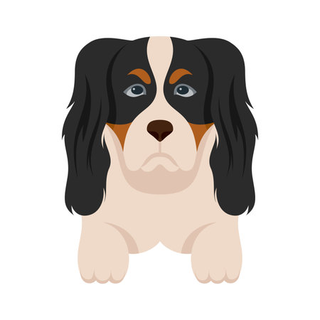 Cavalier King Charles Spaniel dog breed vector Illustration on a white backgroundのイラスト素材