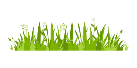 Green grass with flowers isolated on white background. Vector flat illustration.のイラスト素材