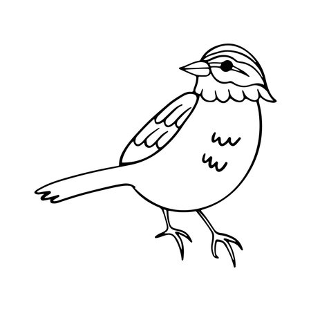 Hand drawn cute sparrow. Vector illustration. Isolated on white background.のイラスト素材