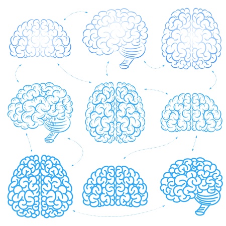 The brains