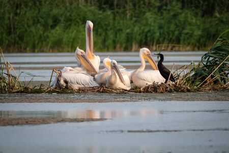 Family of pelicans and  a cormorant male and female  watching above Danube Deltaの写真素材