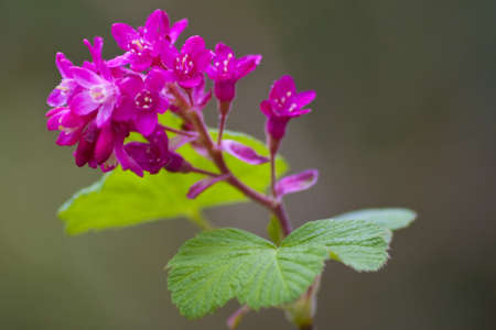 Pink flowerの写真素材