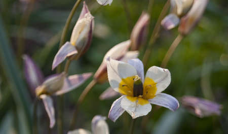 wild tulipの写真素材