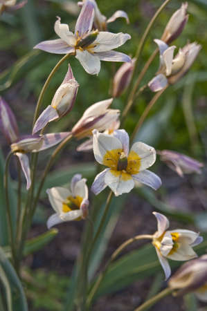 wild tulipの写真素材