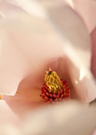 Rhododendron blomsの写真素材