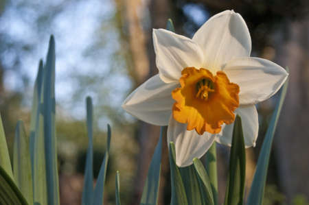 Narcissusの写真素材