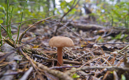mushroomの写真素材