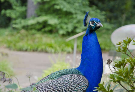 blue peacockの写真素材
