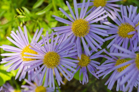 Aster  (Aster amellusの写真素材