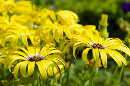 Rudbeckia fulgidaの写真素材