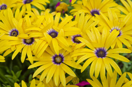 Rudbeckia fulgidaの写真素材