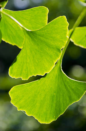 Ginkgo の写真素材