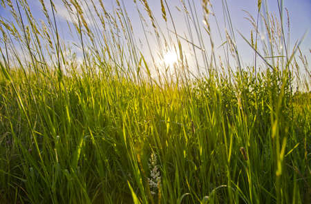 Meadowの写真素材