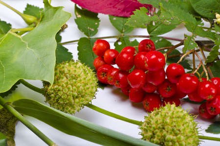 Autumn is one of the four temperate seasons.の写真素材