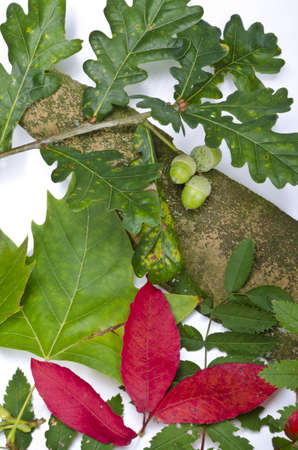 Autumn is one of the four temperate seasons.の写真素材