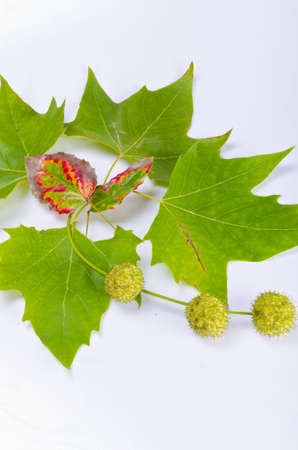 Sheets and fruits of an American sycamoreの写真素材