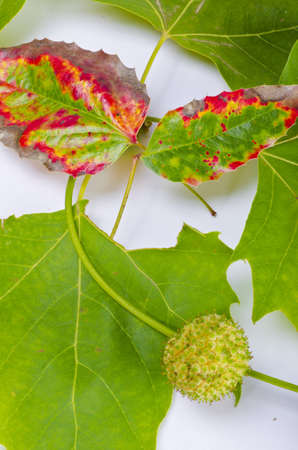 Sheets and fruits of an American sycamoreの写真素材