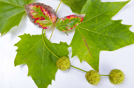 Sheets and fruits of an American sycamoreの写真素材