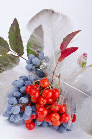 Rowanberry and other fruitsの写真素材