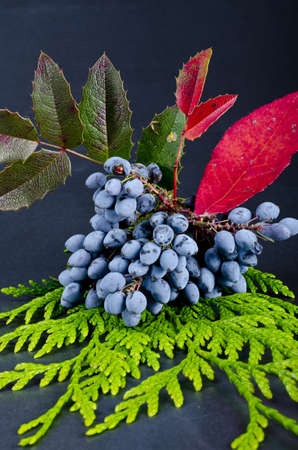 Rowanberry and other fruitsの写真素材