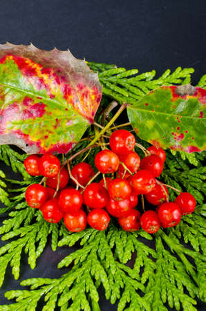 Rowanberry and other fruitsの写真素材