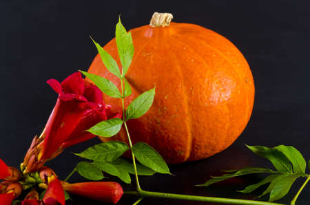 Cucurbita and American Trumpet Vineの写真素材