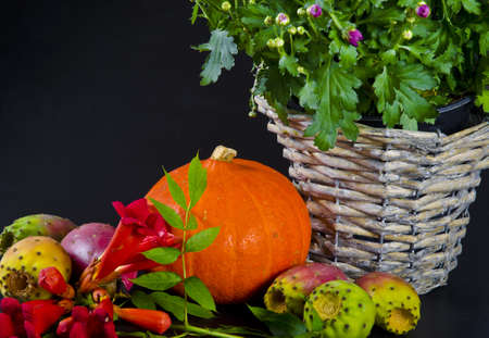 Cucurbita and American Trumpet Vineの写真素材