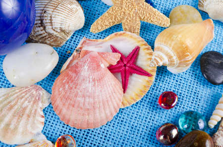 Mussels on blue background