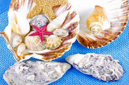 different seashell collection on blue backgroundの写真素材