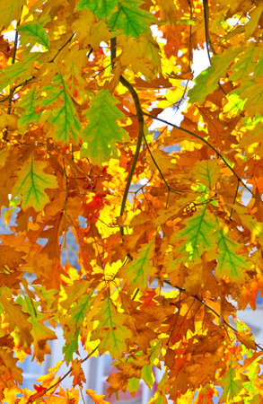 autuminの写真素材