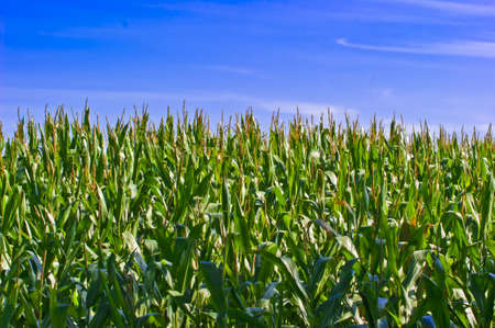 maize fieldの写真素材