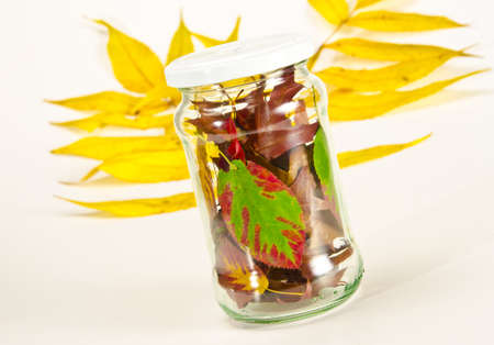 Preserved autumn の写真素材