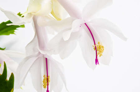 Christmas cactus - Schlumbergera truncataの写真素材