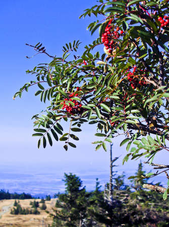 Harz Mountainsの写真素材